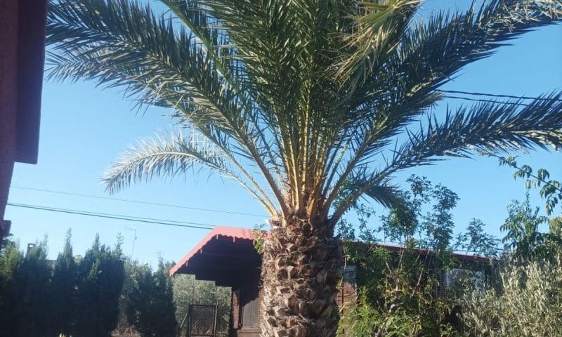 4 bedroom Villa for sale in Elche / Elx - € 320,000 (Ref: 9514267)