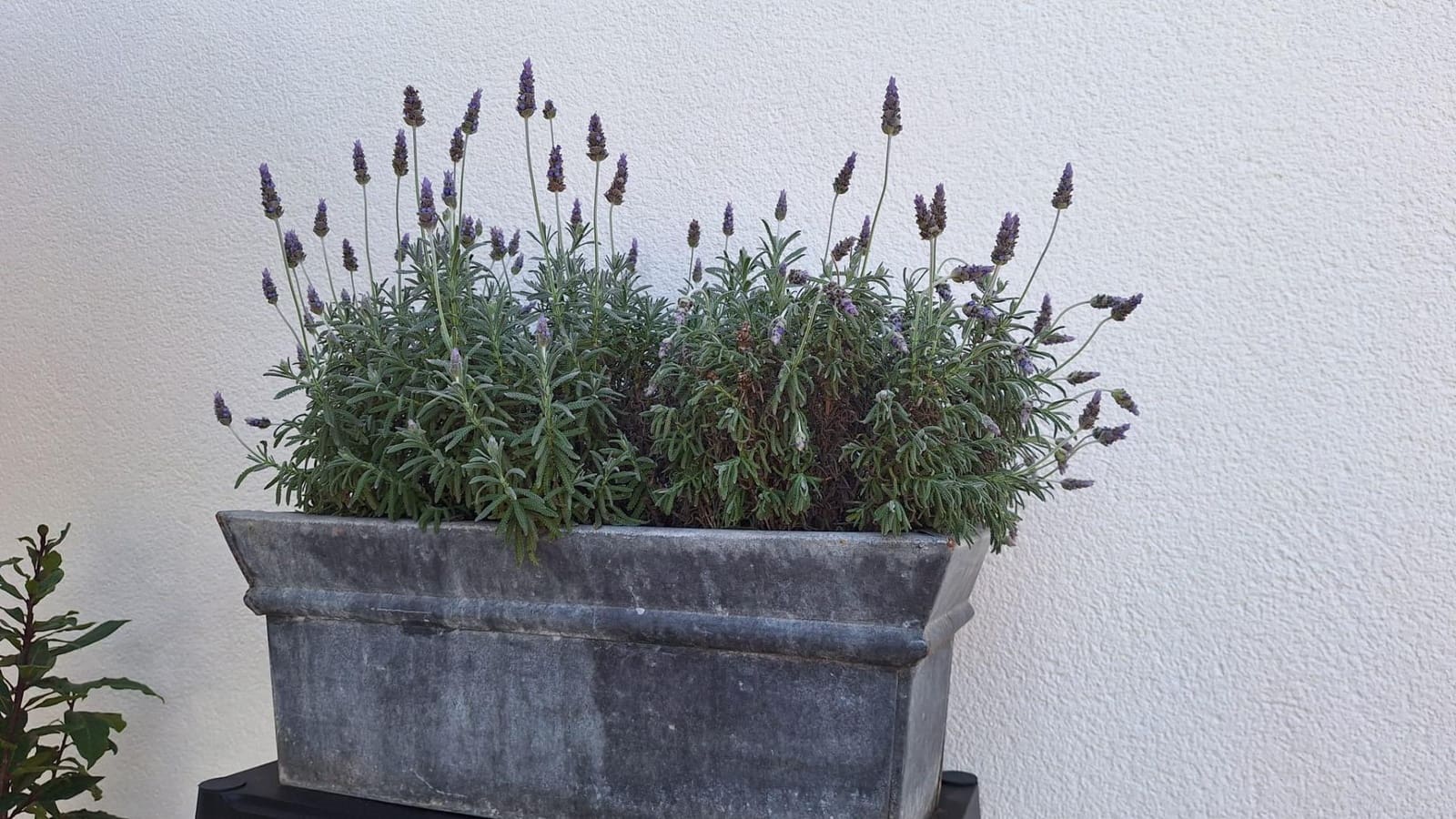 4 slaapkamer Villa te koop in Torrevieja met zwembad - € 490.000 (Ref: 9515497)