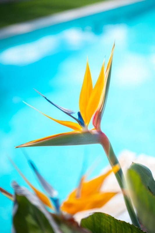 3 camera da letto Appartamento in vendita in Pilar de la Horadada - 299.000 € (Rif: 9556111)