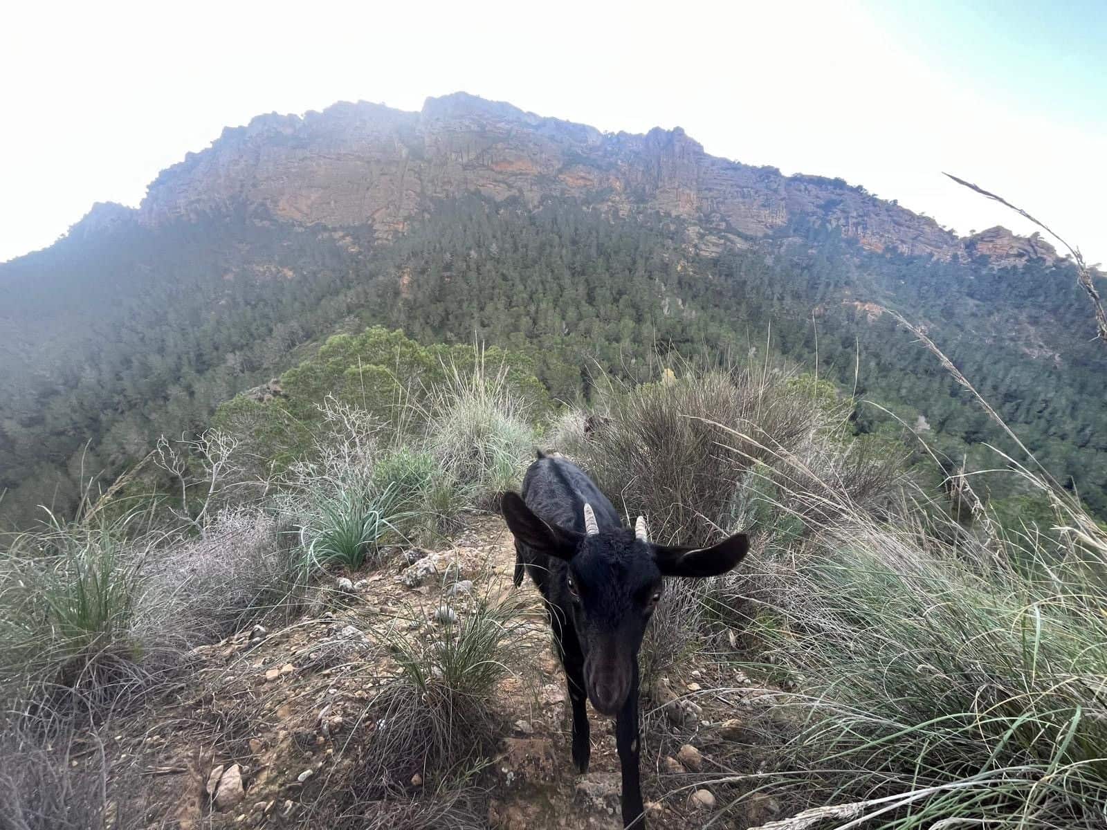 3 makuuhuone Maalaistalo myytävänä paikassa Canada de San Pedro mukana uima-altaan - 590 000 € (Ref: 9558012)