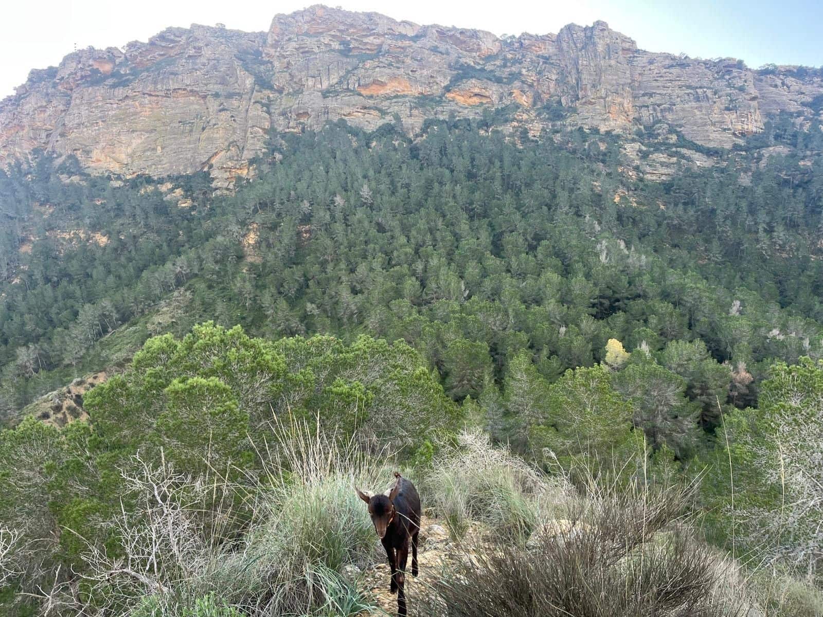 3 makuuhuone Maalaistalo myytävänä paikassa Canada de San Pedro mukana uima-altaan - 590 000 € (Ref: 9558012)