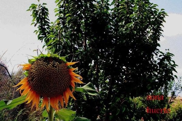 3 sovrum Finca/Hus på landet till salu i Cañada de San Pedro, Murcia stad med pool - 590 000 € (Ref: 9558012)