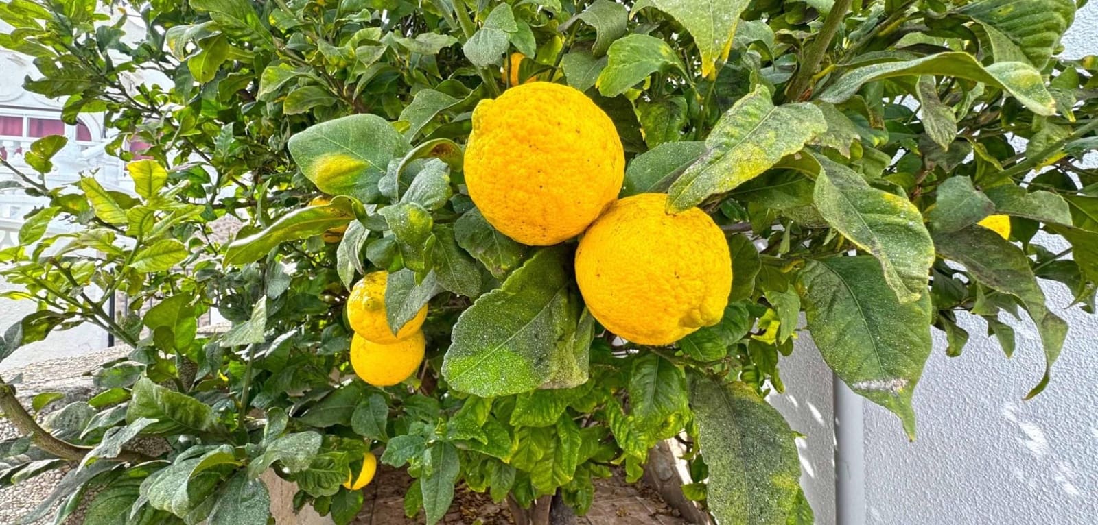 2 sypialnia Willa na sprzedaż w San Miguel de Salinas - 119 500 € (Ref: 9569023)