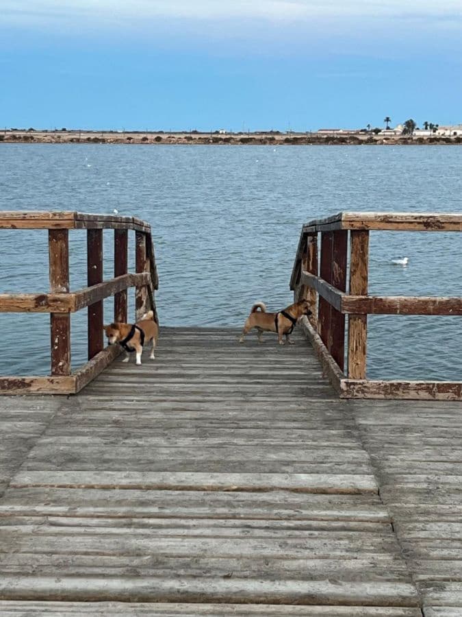 6 bedroom Terraced Villa for sale in Lo Pagan - € 260,000 (Ref: 9616102)