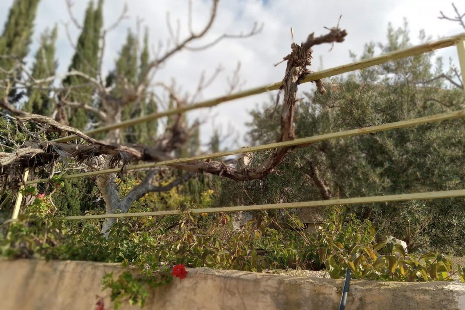 4 Zimmer Reihenhaus zu verkaufen in Blanca - 169.995 € (Ref: 9619572)