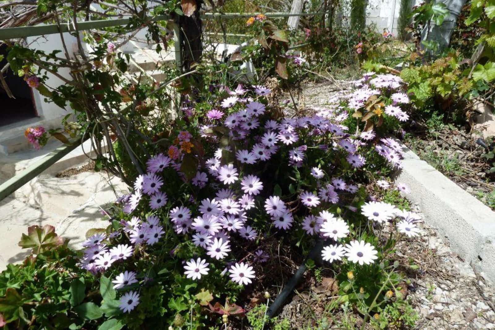 4 Zimmer Reihenhaus zu verkaufen in Blanca - 169.995 € (Ref: 9619572)