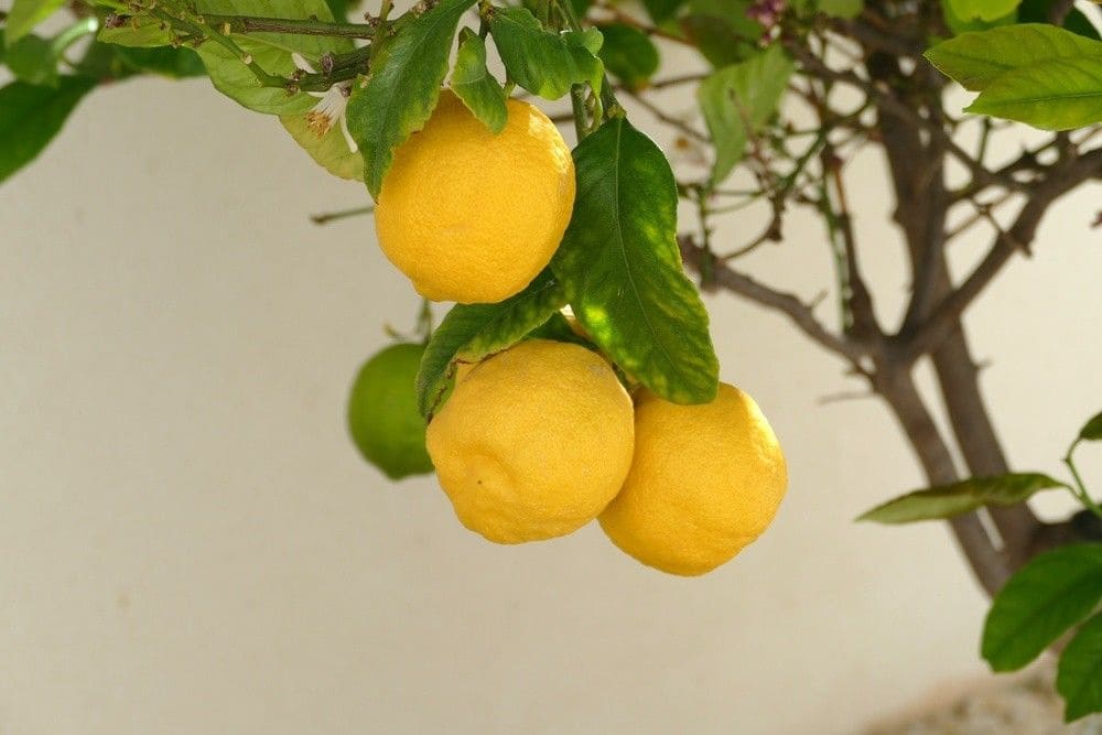 4 bedroom Villa for sale in Benejuzar - € 675,000 (Ref: 9729391)