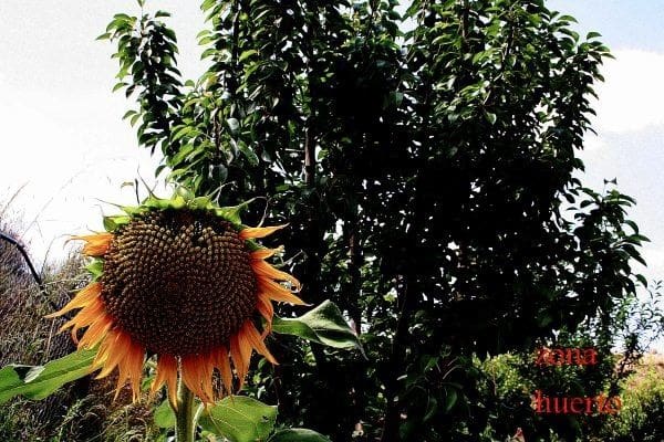 3 bedroom Villa for sale in Canada de San Pedro - € 590,000 (Ref: 9744184)