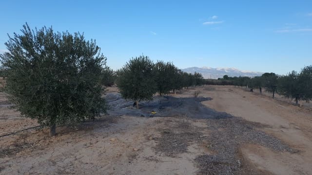 Grond te koop in Fuente Alamo de Murcia - € 42.000 (Ref: 8494644)