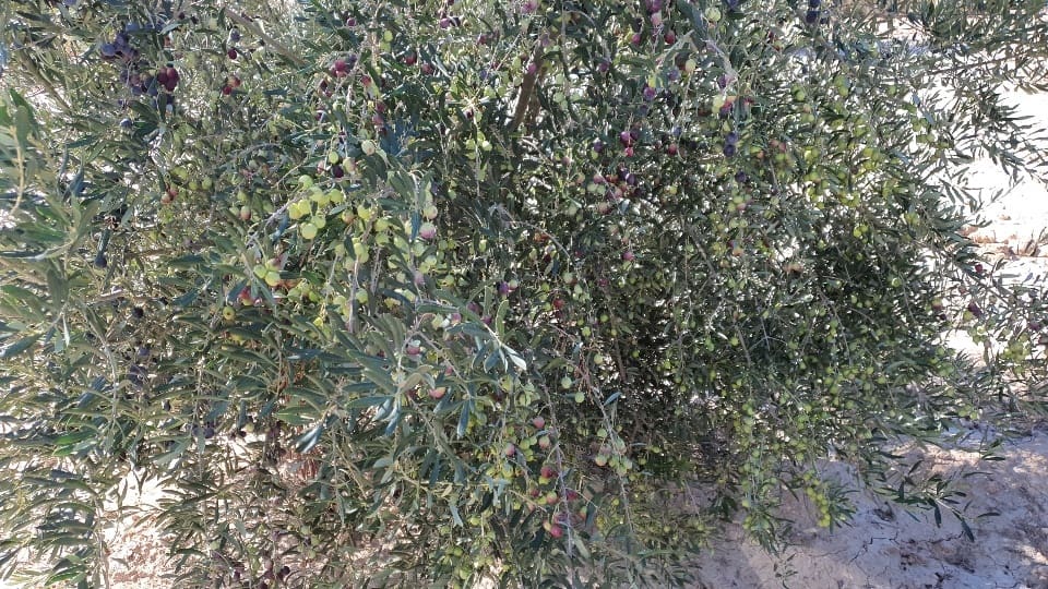 Grond te koop in Fuente Alamo de Murcia - € 42.000 (Ref: 8494644)