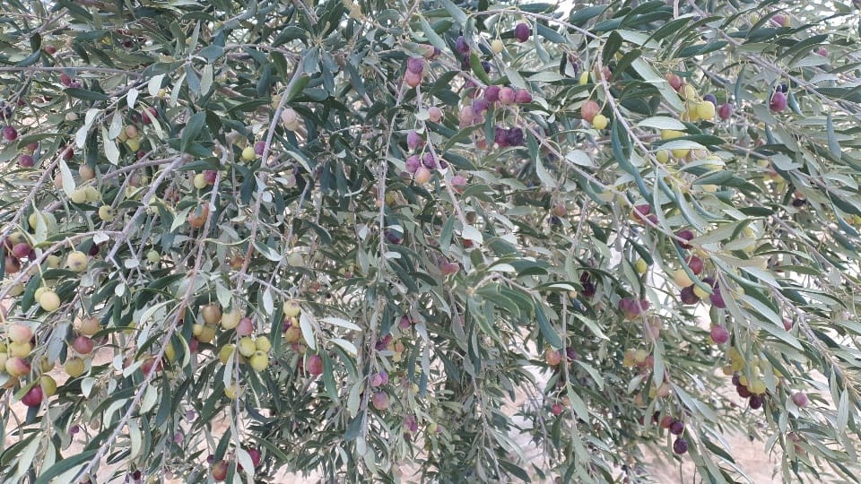 Grond te koop in Fuente Alamo de Murcia - € 42.000 (Ref: 8494644)