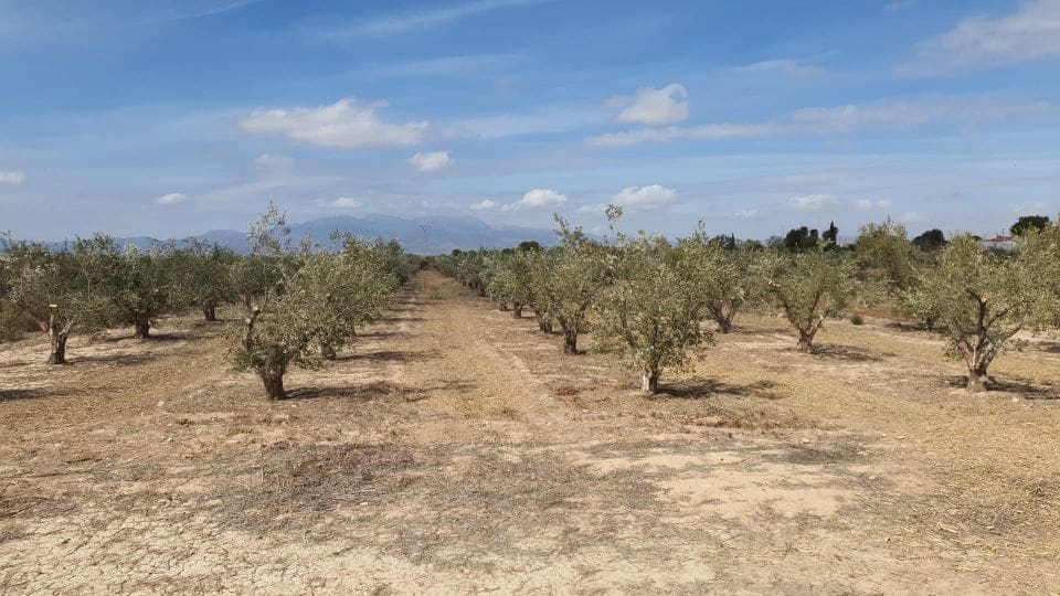 Grond te koop in Fuente Alamo de Murcia - € 42.000 (Ref: 8494644)