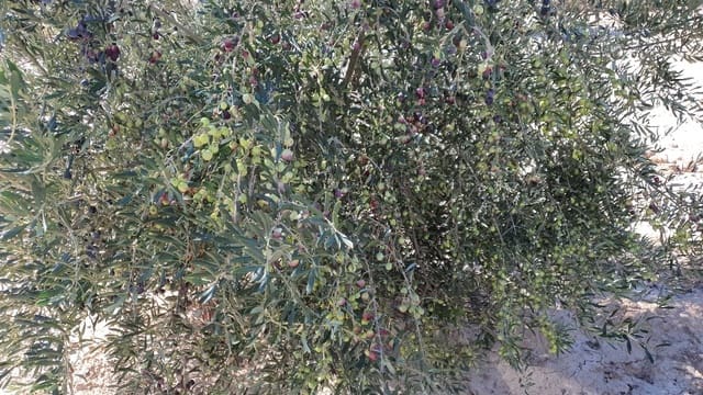 Grond te koop in Fuente Alamo de Murcia - € 42.000 (Ref: 8494644)