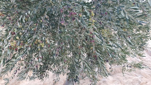 Grond te koop in Fuente Alamo de Murcia - € 42.000 (Ref: 8494644)