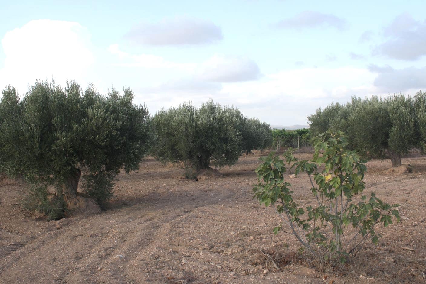 Grond te koop in Cuevas de Reyllo - € 12.000 (Ref: 8494650)