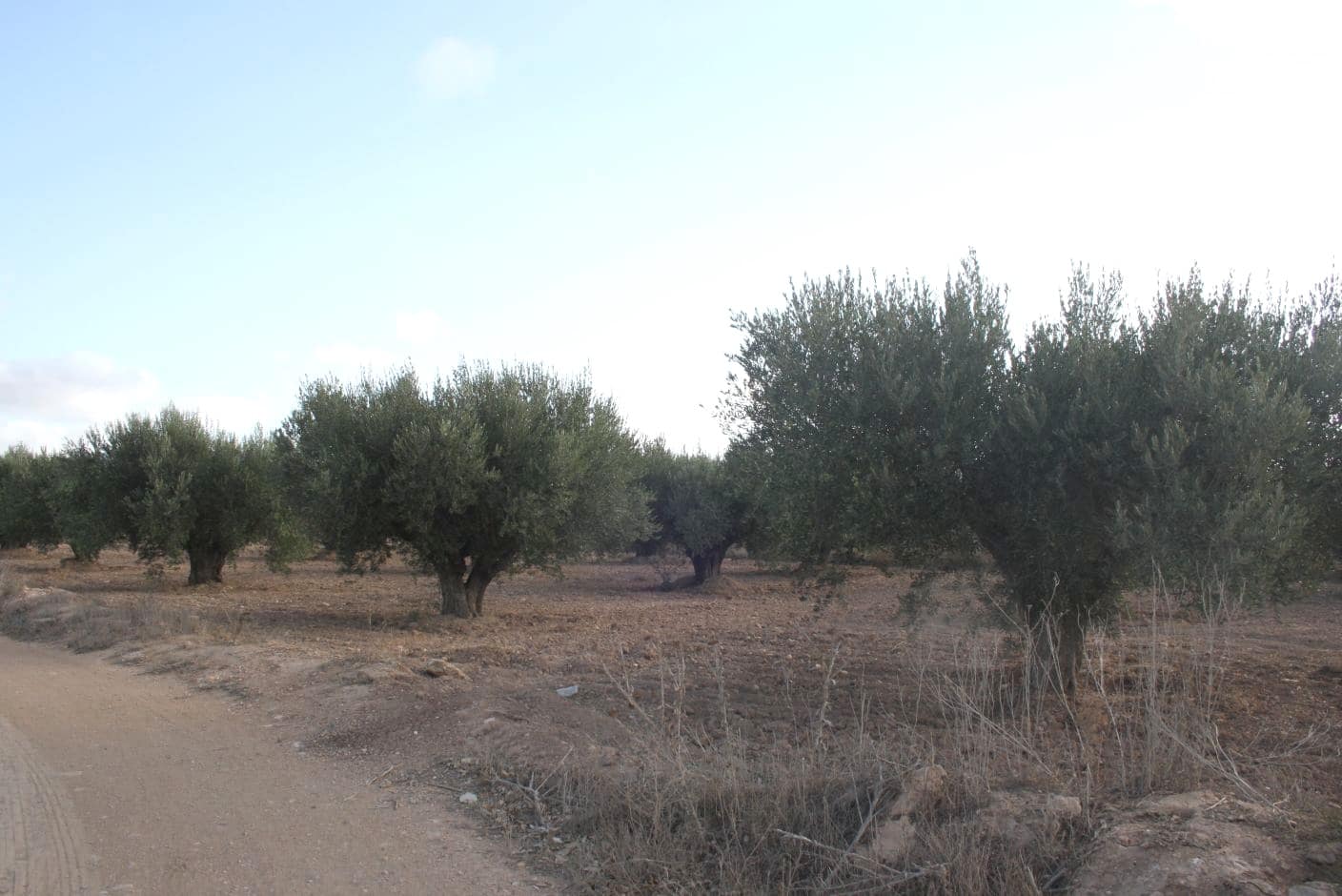 Grond te koop in Cuevas de Reyllo - € 12.000 (Ref: 8494650)