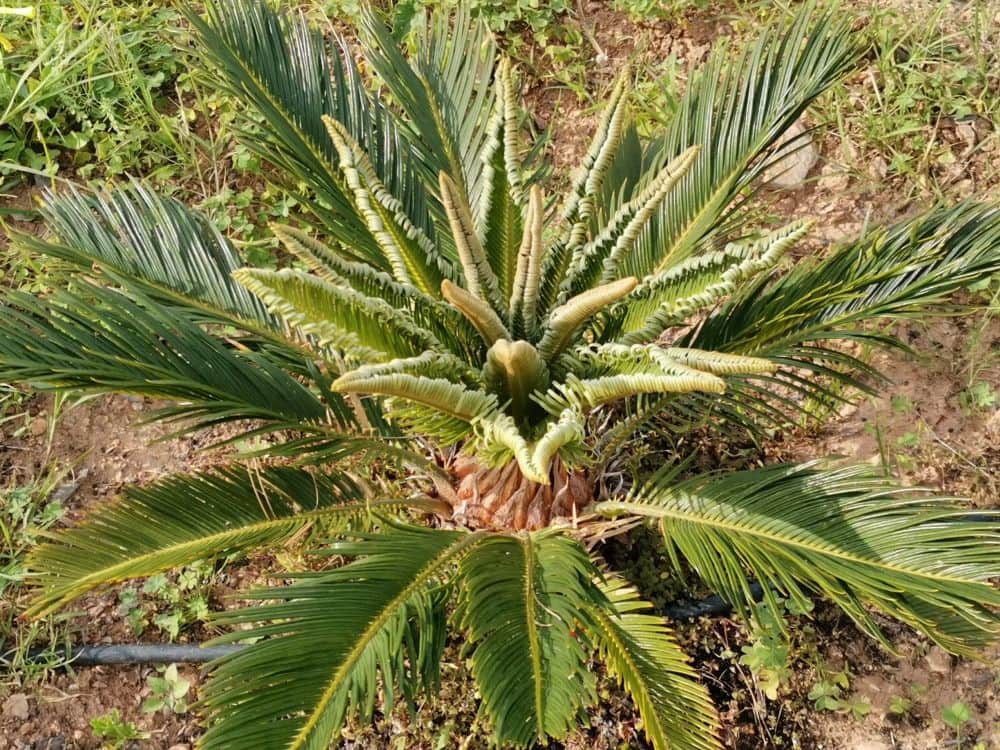 8 sypialnia Finka/Dom wiejski na sprzedaż w Playa Honda z garażem - 250 000 € (Ref: 8494651)