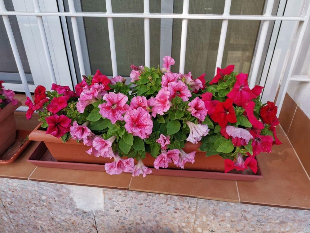 8 sypialnia Finka/Dom wiejski na sprzedaż w Playa Honda z garażem - 250 000 € (Ref: 8494651)