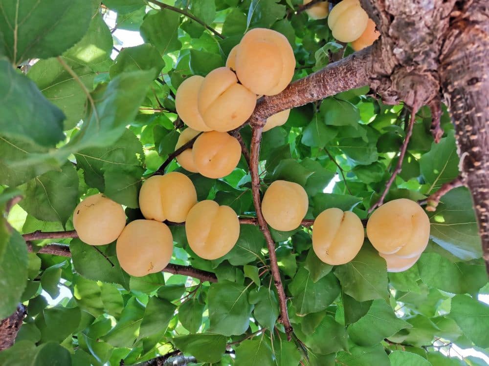 8 sypialnia Finka/Dom wiejski na sprzedaż w Playa Honda z garażem - 250 000 € (Ref: 8494651)