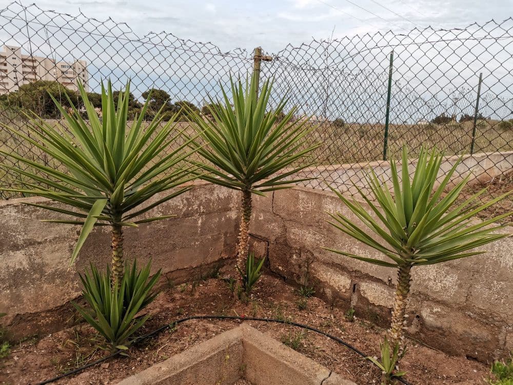 8 sypialnia Finka/Dom wiejski na sprzedaż w Playa Honda z garażem - 250 000 € (Ref: 8494651)