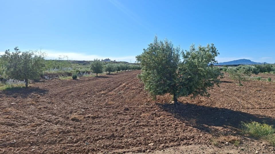 Terreno/Finca Rústica en Casillas en venta - 12.000 € (Ref: 9803962)