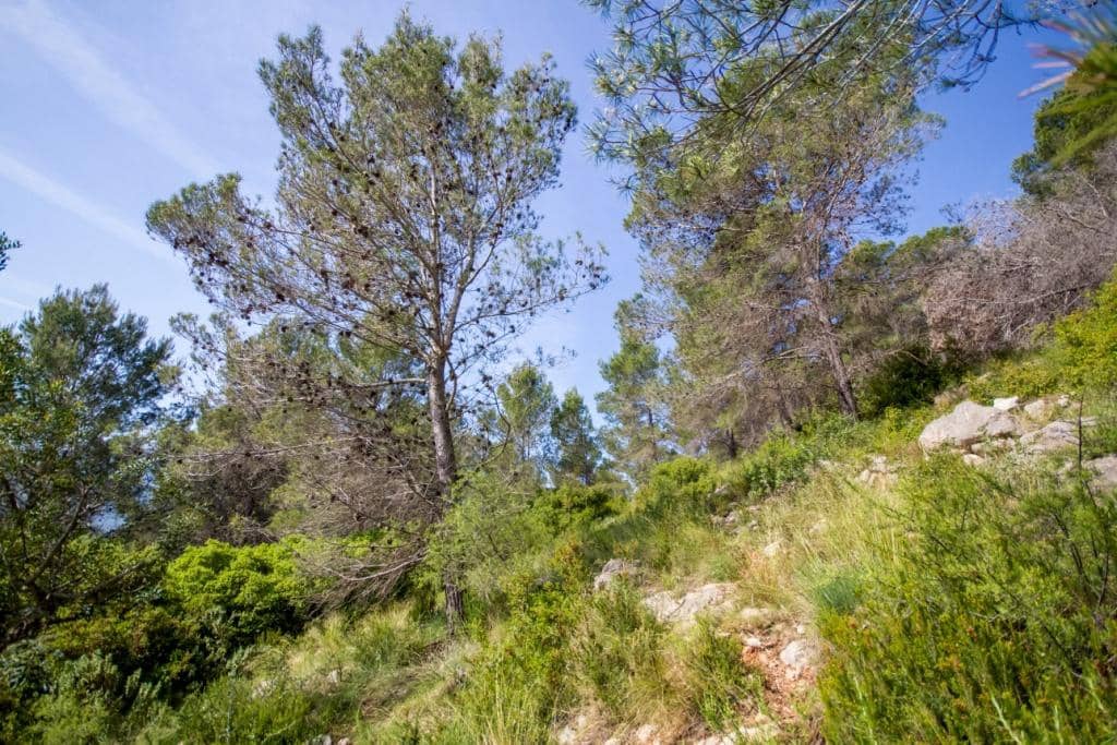 Ubebygd land til salgs i Murla - € 120 000 (Ref: 7153112)