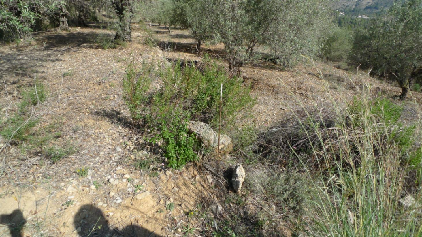 Grunde uden byggetilladelser til salg i Benigembla / Benichembla - € 90.000 (Ref: 8700517)