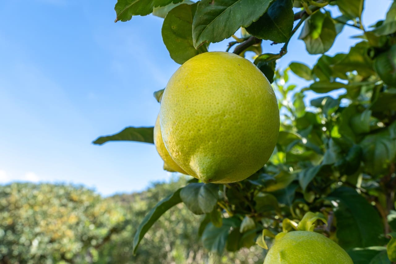 4 camera da letto Villa in vendita in Lliber - 849.000 € (Rif: 9592130)