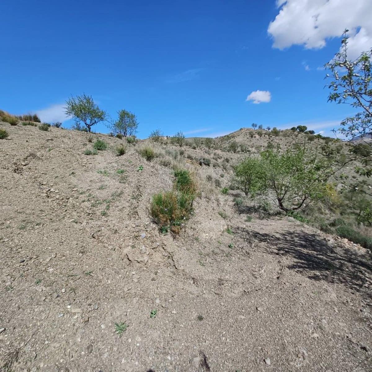 Undeveloped Land for sale in Taberno - € 5,000 (Ref: 7639263)