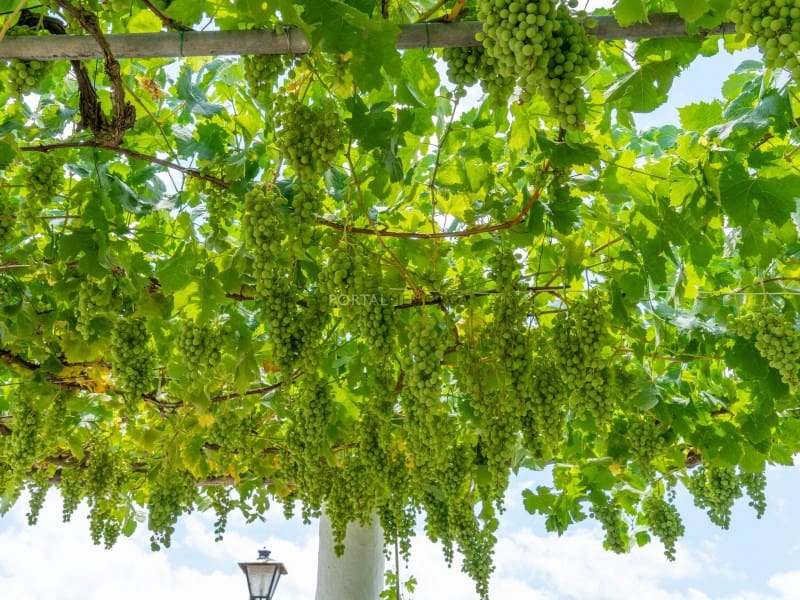 6 soverom Finca/Herregård til salgs i Mahon / Mao - € 600 000 (Ref: 6286035)