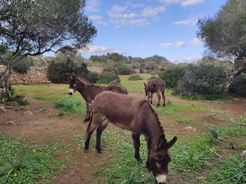 4 soveværelse Finca/Landehus til salg i Torret med swimmingpool garage - € 2.395.000 (Ref: 9257632)