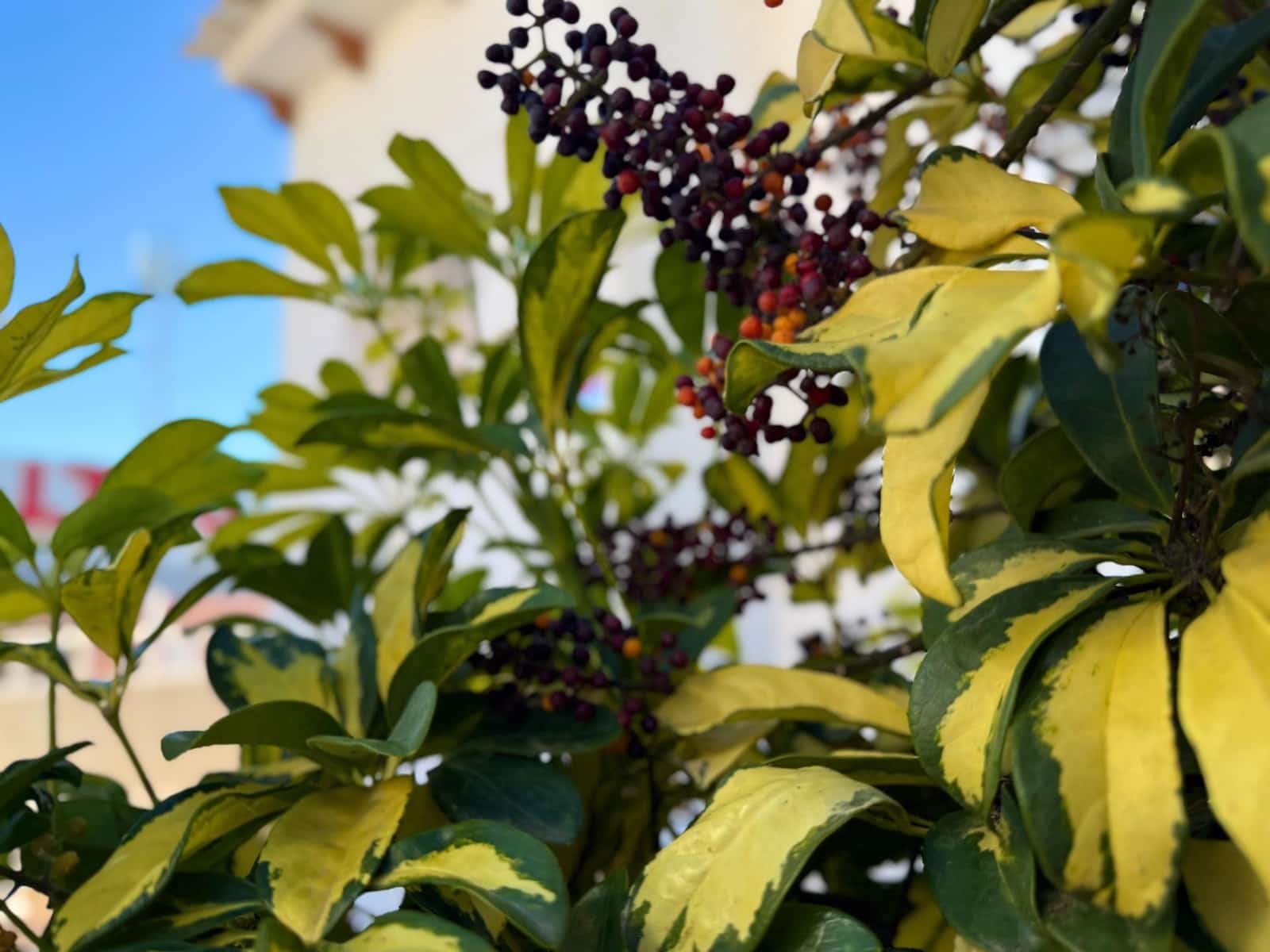 4 slaapkamer Rijtjeshuis te koop in Los Altos met zwembad - € 199.900 (Ref: 8943913)