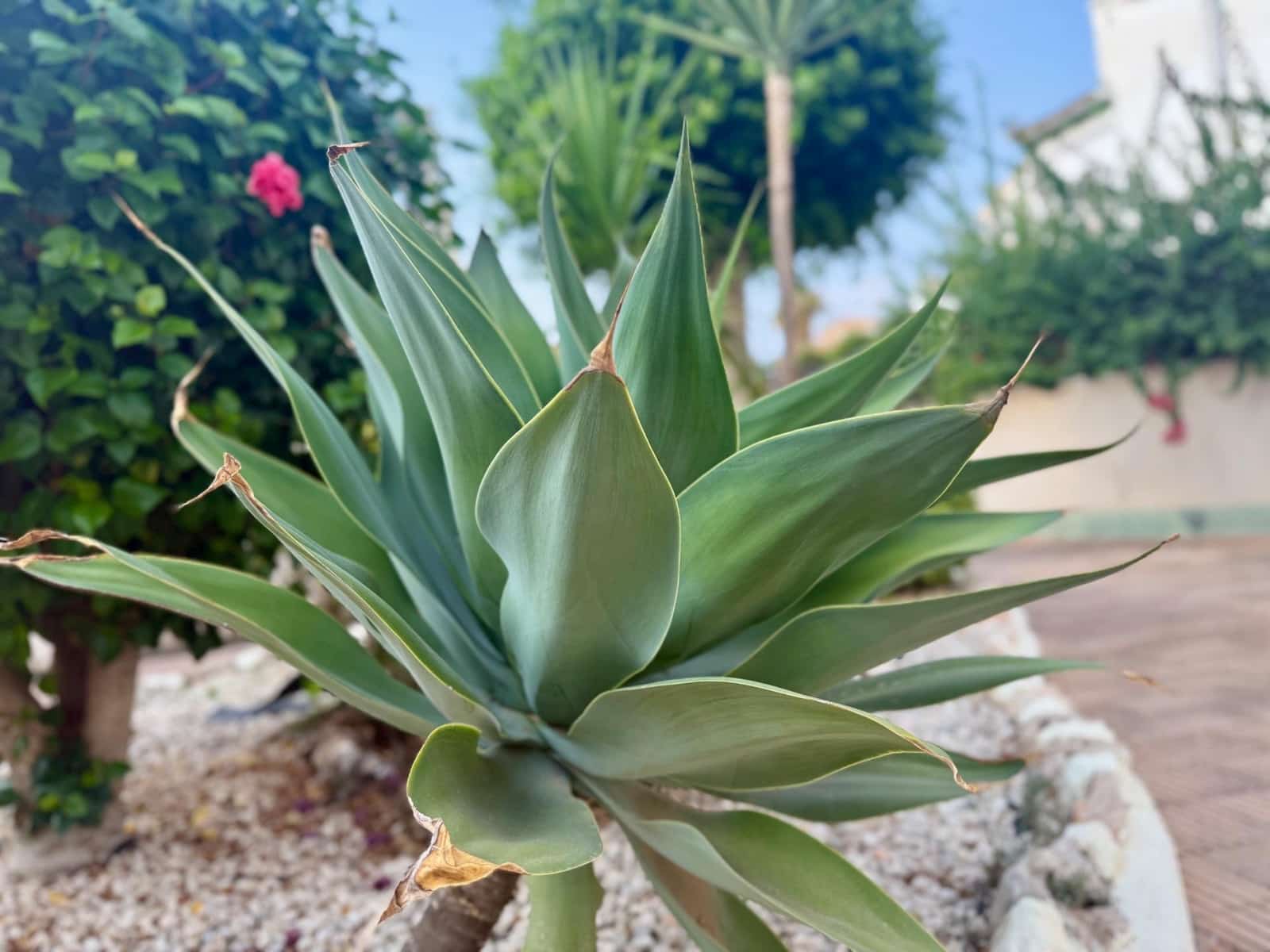 3 bedroom Terraced Villa for sale in Torrevieja with pool - € 265,000 (Ref: 9195726)