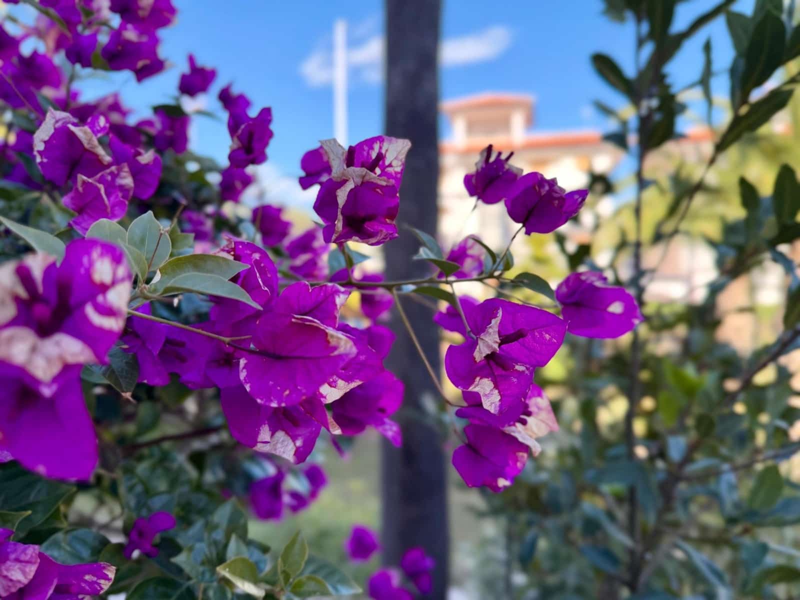 4 bedroom Terraced Villa for sale in Torrevieja with pool garage - € 222,500 (Ref: 9533889)