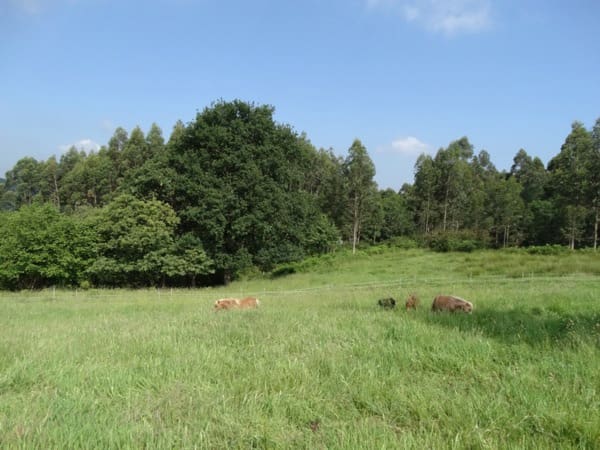 7 soverom Finca/Herregård til salgs i Colunga - € 699 000 (Ref: 7877086)