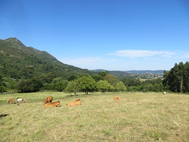 7 soverom Finca/Herregård til salgs i Colunga - € 699 000 (Ref: 7877086)