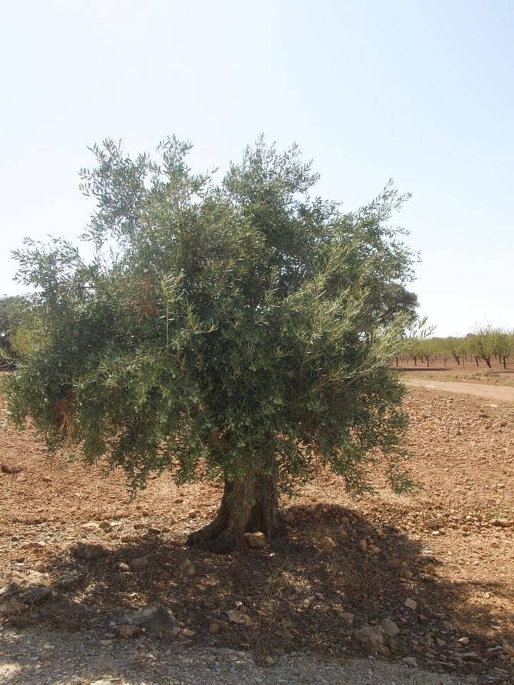 Finca/Casa Rural de 30 habitaciones en Munera en venta con piscina - 2.795.000 € (Ref: 9460648)