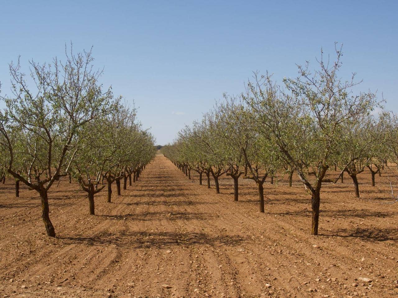 Finca/Casa Rural de 30 habitaciones en Munera en venta con piscina - 2.795.000 € (Ref: 9460648)