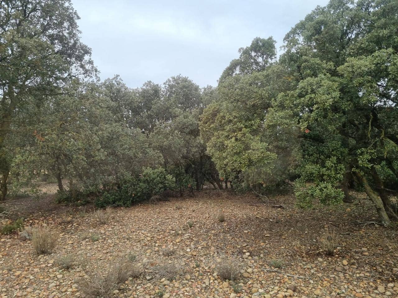 Finca/Casa Rural de 30 habitaciones en Munera en venta con piscina - 2.795.000 € (Ref: 9460648)