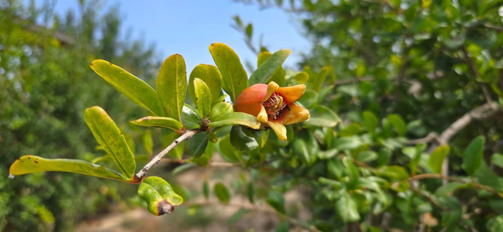 Grunde uden byggetilladelser til salg i San Isidro - € 79.900 (Ref: 9235441)