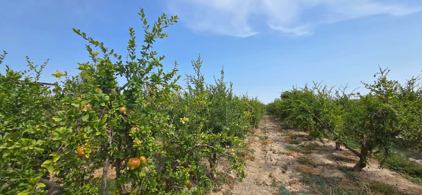 Grunde uden byggetilladelser til salg i San Isidro - € 79.900 (Ref: 9235441)