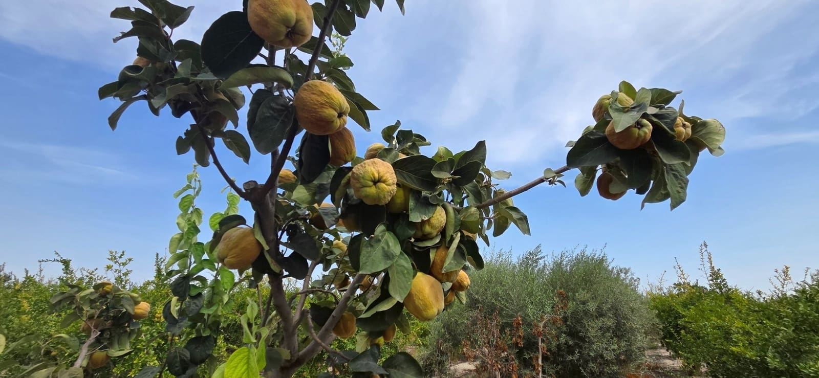 Grunde uden byggetilladelser til salg i San Isidro - € 79.900 (Ref: 9235441)