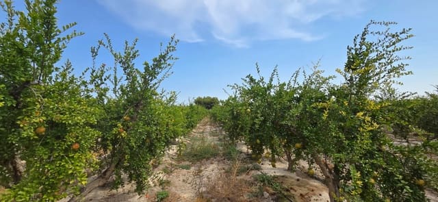 Grunde uden byggetilladelser til salg i San Isidro - € 79.900 (Ref: 9235441)