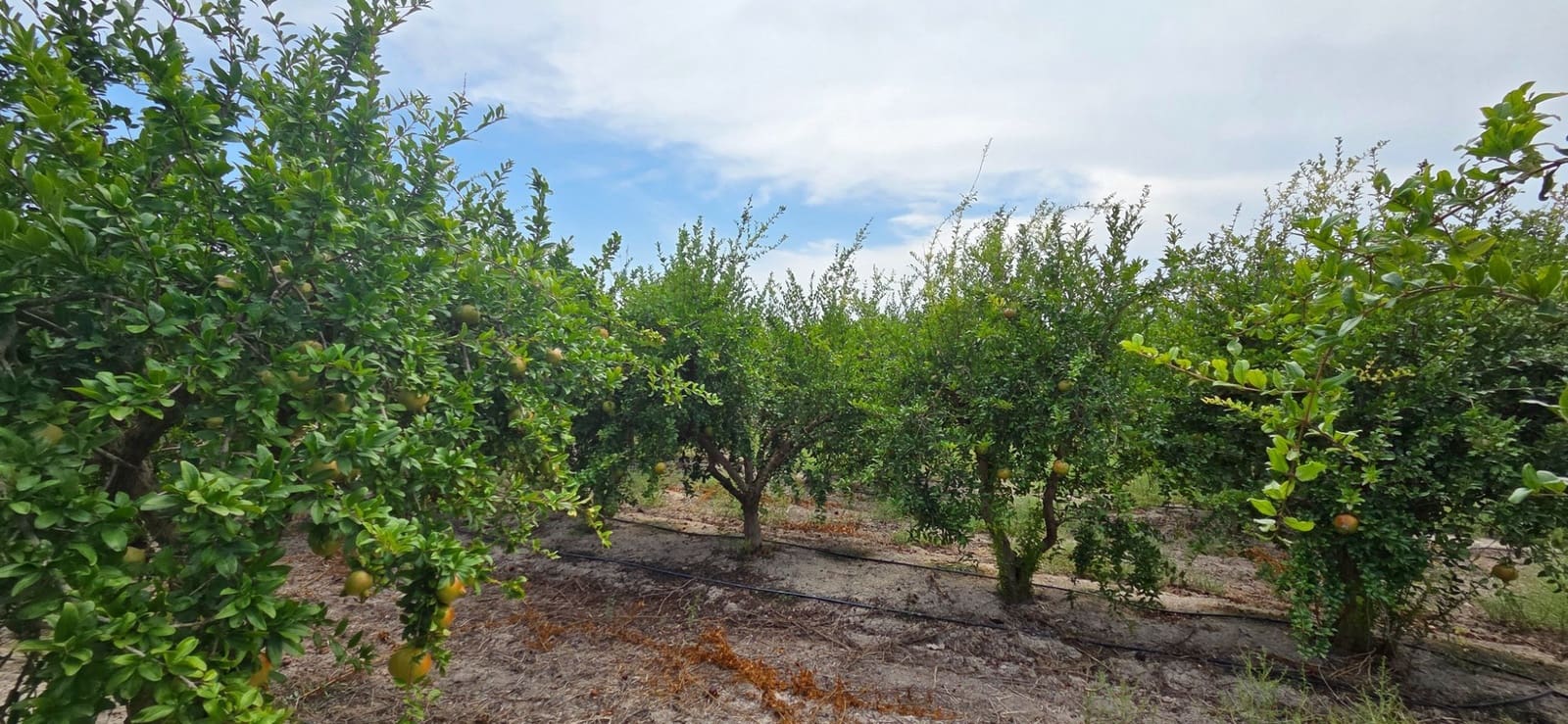 Grunde uden byggetilladelser til salg i San Isidro - € 79.900 (Ref: 9235441)