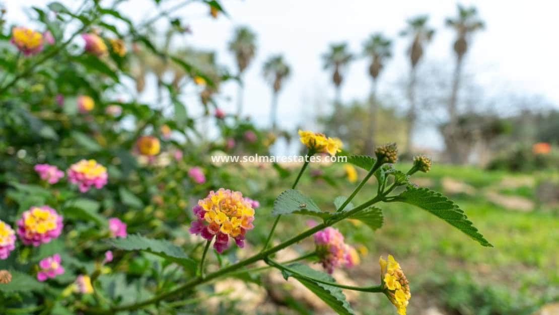 2 slaapkamer Villa te koop in Los Altos met zwembad - € 290.000 (Ref: 9805414)