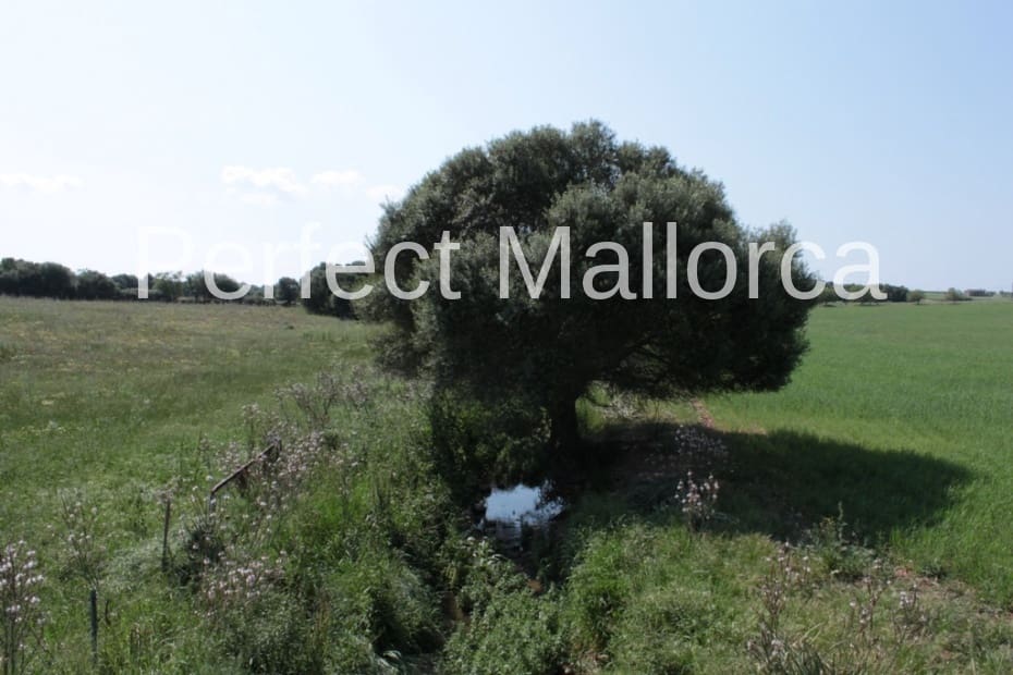 6 bedroom Finca/Country House for sale in Vilafranca de Bonany with garage - € 5,500,000 (Ref: 2059029)