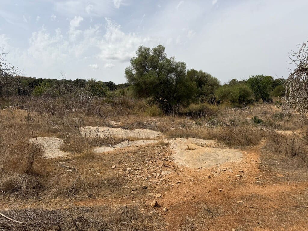 Bauplatz zu verkaufen in Son Servera - 980.000 € (Ref: 10035052)