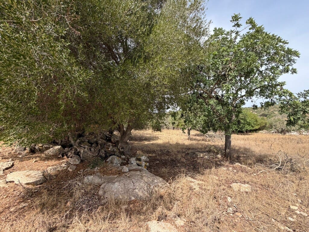 Bauplatz zu verkaufen in Son Servera - 980.000 € (Ref: 10035052)