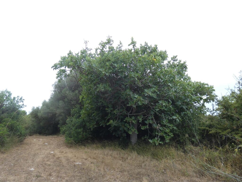 Terreno Non Edificato in vendita in Capdepera - 399.000 € (Rif: 10182635)