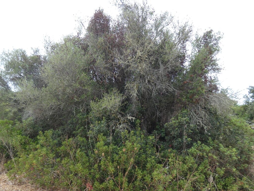 Terreno Non Edificato in vendita in Capdepera - 399.000 € (Rif: 10182635)